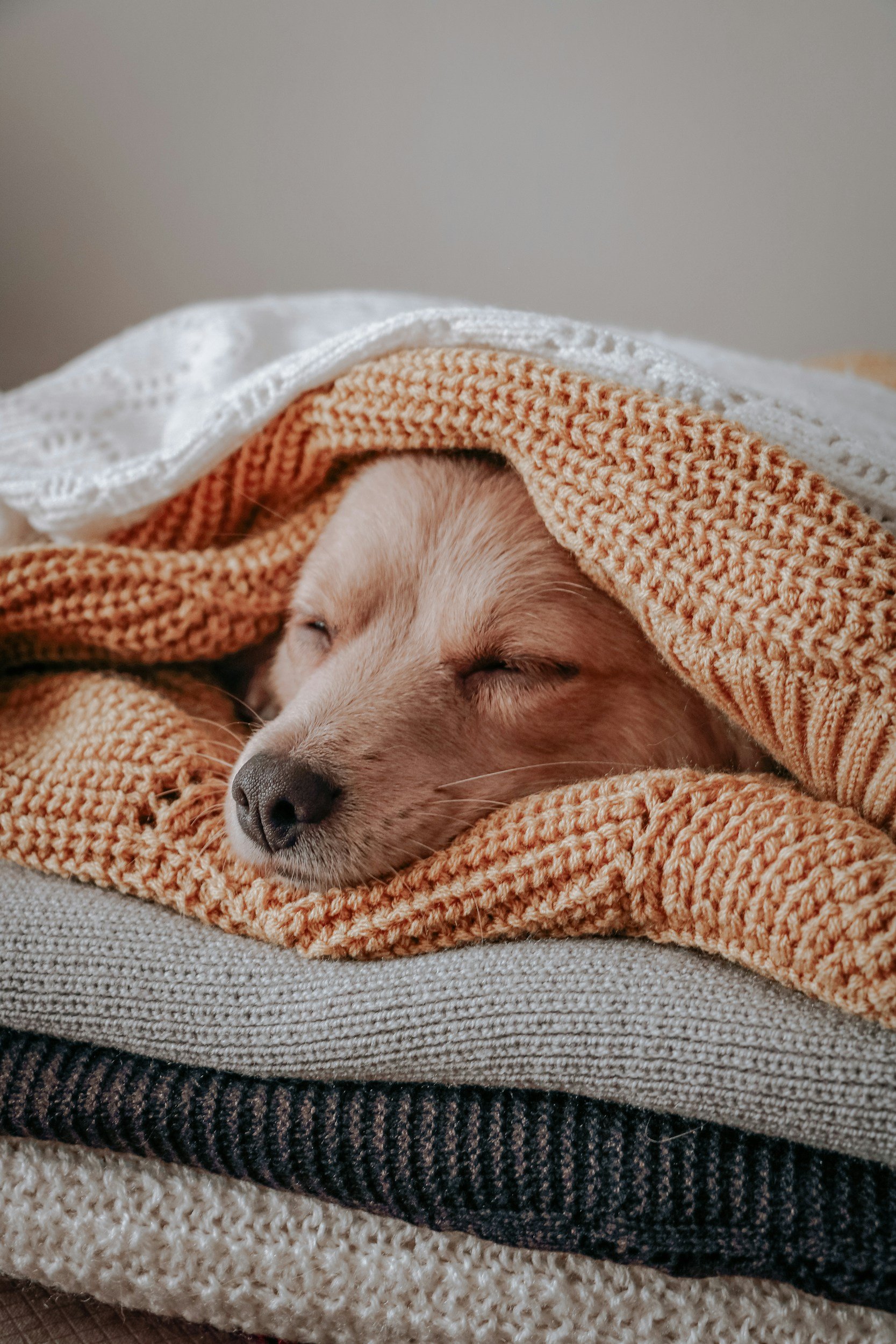 The corgi's entire face is visible. It looks like it's sleeping while bundled in knit blankets on a stack.