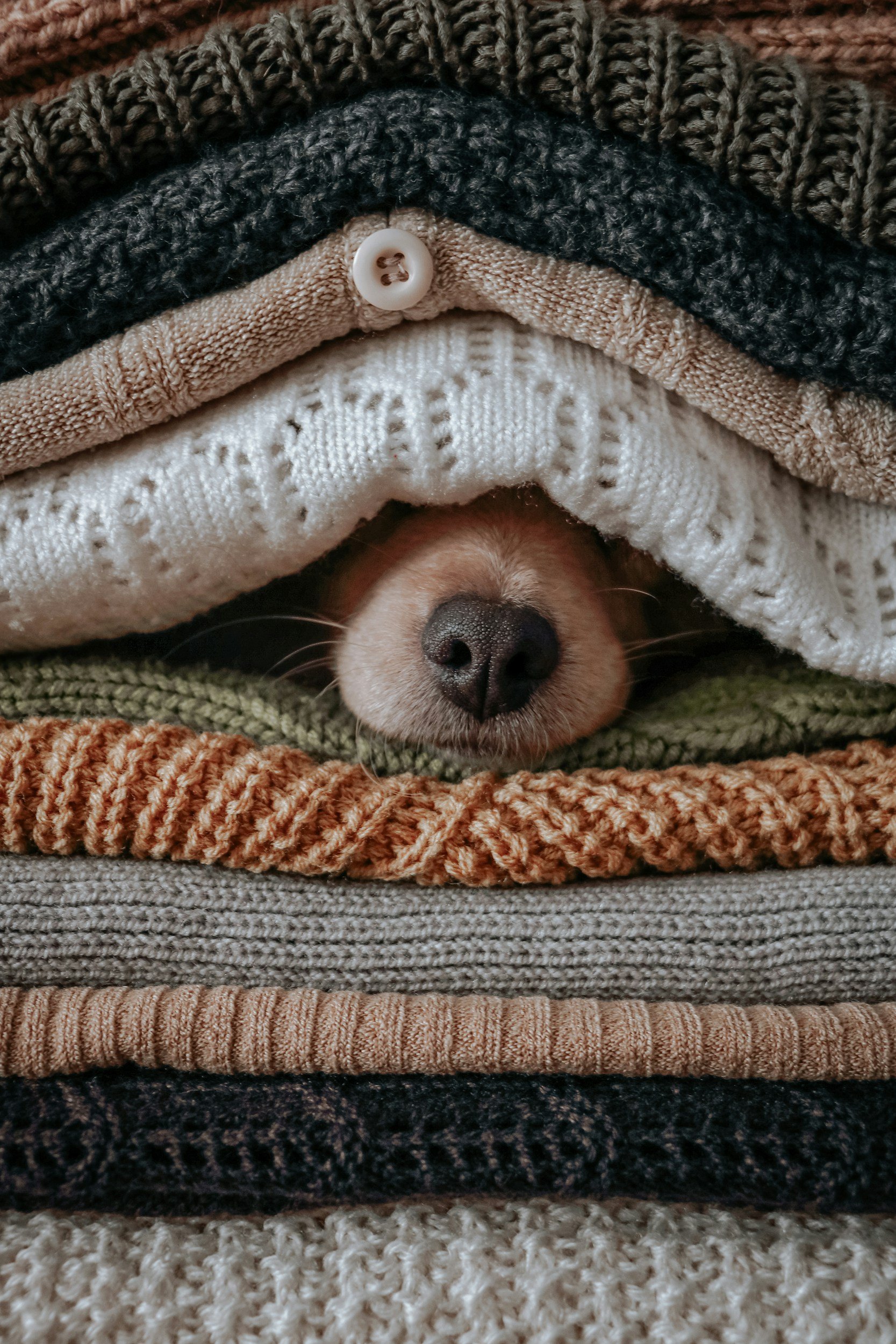 A corgi's nose peeks out in the middle of a stack of knit sweaters.